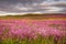 Field of Red Campion