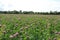 Field Of Red Clover, Somerset, UK