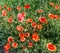 Field of red dainty poppies.