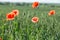 Field of red dainty poppies.