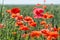 Field of red dainty poppies.