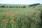 Field of red dainty poppies.