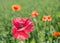 Field of red dainty poppies.