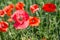 Field of red dainty poppies.