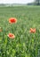 Field of red dainty poppies.