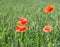 Field of red dainty poppies.