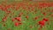 Field of red flower and corn video under the sun, strong death of field, vivid colors