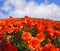 The field of red-orange buttercups