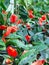 Field of a red peace lily after rain, Spathiphyllum Mauna loa