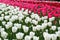 A field of red, pink and white tulips. Young spring plants, buds.