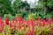 Field of red plumed cockscomb or Celosia cristata in the garden on soft nature background