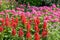 Field of red plumed cockscomb or Celosia cristata in the garden on soft nature background