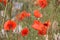 Field of red poppies