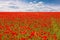 Field of red poppies