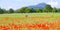 Field with red poppies