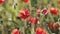 Field of red poppies on a breezy summer day. Red poppy flowers blooming in green spring field. Poppies in the meadow.