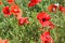 Field with red poppies in bright sunlight