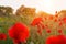 Field of red poppies close-up of sunlight