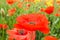 Field of red poppies on a cloudy day