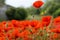 Field of red poppies on a cloudy day