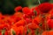 Field of red poppies on a cloudy day