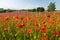 field of red poppies or Common poppy