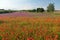 field of red poppies or Common poppy