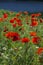 Field of red poppies. early morning. Sunny day in Ukraine.