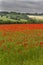 Field of red poppies (Papaver rhoeas)