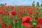 Field of red poppies. Poppy thickets in the fields