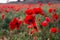 Field of red poppies at sunset