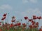 Field of red poppies under blue sky with white clouds