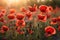 A field of red poppies in the warm morning light for ANZAC day. Generative AI