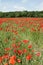 Field of red poppy