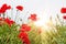 Field with a red poppy flowers in morning sunlight