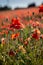Field or red poppy flowers in Provence ,France.concept remembrance