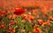 Field or red poppy flowers in Provence ,France.concept remembrance