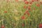 Field of red poppy flowers with tall grasses