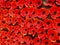 Field of red poppy flowers to honour fallen veterans soldiers in battle of Anzac day