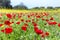 Field of red poppy flowers with yellow rapeseed plants