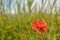 Field red poppy in spring, wheat field background