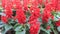 A field of red Salvia splendens flowers