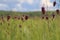 A field of red snake\'s heads (Fritillaria meleagris) with shallow depth of field.