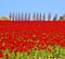 Field of Red Tulips