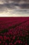 Field of red tulips in against a stormy looking sky, Holland tradition landscape, rainy day