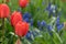 Field of red tulips in different life stage of blossoming with blue grape hyacinth in background