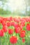 Field of red tulips in the park lit by sun rays