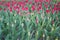 A field of red tulips. Young spring plants, buds.