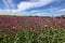 Field of red violett Poppy Flowers in Summer