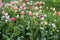 Field of red and white tulips